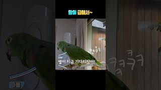 맘이 급한 앵무새! 난장판~~