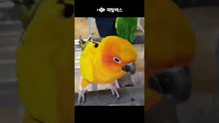 썬코뉴어앵무새와 옐로우사이드코뉴어, 앵무새카페, 리프패럿금호점, 애완조, 반려조, 앵무새집사, 메탈배스바다투망낚시인일상 #parrot #짧은동영상 #shorts