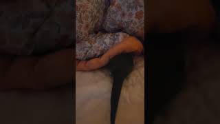 침대 약탈자 (한스마카우 앵무새)