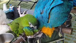 대형앵무 와 중형 앵무 친해지기
