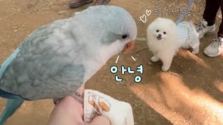 배 채우고 여유롭게 강아지 친구들한테 인사해 주는 앵산…