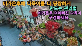 다육이♡ 비가온후에 다육이를 더 짱짱하게 만드는 관리법비가온후 더 예뻐진 다육이 구경 하세요succulent plant, 多肉植物