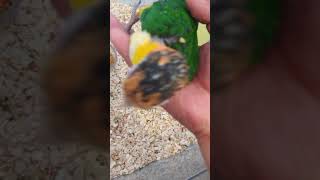 아기 노란머리 카이큐앵무새 황금이