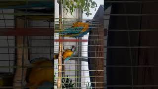 [동물] 청금강앵무 한번쯤은 옆길로새 같이새 - Blu…