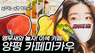 [sub] 양평 카페마카우 |  앵무새와 놀 수 있는 이색 카페?! | #양평가볼만한곳 #서울근교 #양평카페