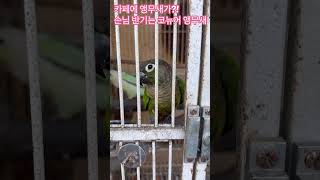 카페에 앵무새가?! 손님 반기는 코뉴어 앵무새 