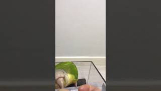 해바라기씨 달라는 소망이  먹고 나서는 애교가 넘치네 (코뉴어)