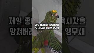 기다리고 기다리던 목욕시간을 망쳐버려서 억울한 앵무새 …