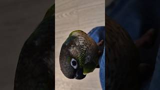 코뉴어앵무새#parrot#하랑이#하봉이#cute