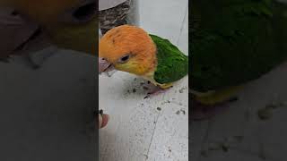 해바라기씨 먹는 앵무새 #노란머리카이큐 #카이큐앵무새 #카이큐 #parrot