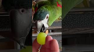 【RM Sh86】 A day in the life of my Hahn’s Macaw