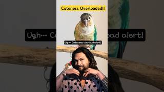 Green Cheek Conure Overloaded …