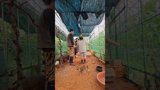 대부도브릭스포도농장  앵무새 돼지 토끼 고양이 체험