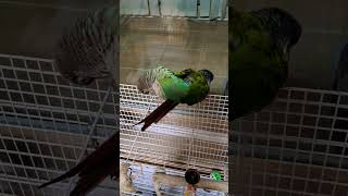 울 앵무새들..사랑하면서 건강하게 잘 지내렴~ 우리는 부부~~한곳을 향해 가는중~❤️❤️❤️