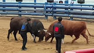 #청도소싸움장 (금강장사+돌범) ox fight sta…