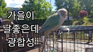 공서연.가을이 콧바람,광합성.앵무새.코뉴어.2020.5…