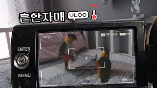  카이큐의 흔한자매 V-log 