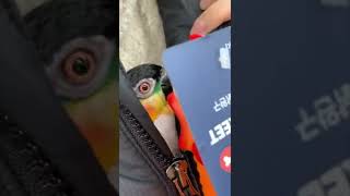 앵무새가 닭인형을 만났을 때 #shorts #parro…