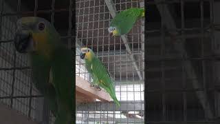 울 아마존C금일 메뉴 사과. 땅콩 한폭 사과 잣