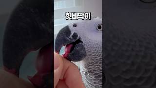 방심하면 펜도 먹는 앵무새 ️✒️ 회색앵무 잠바  #반려동물 #parrot