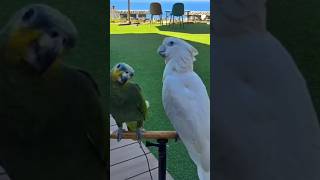 듀컵 코카투 별이와 오렌지윙 아마존 햇님이