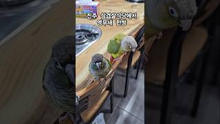 진주식당에서 본 앵무새 한쌍 #앵무새 #반려동물 #잉꼬…