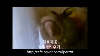 파인애플코뉴어 짝짓기 2 (앵무새도 신음소리?) (Pi…