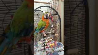 mia the macaw having a dance (harlequin macaw dancing)