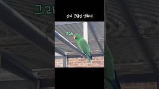 [지구] 진짜 관종인 앵무새 / 카메라는 나의 것 / A parrot trying to get attention
