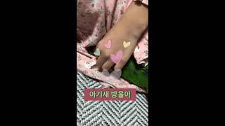 검은머리카이큐 앵무새