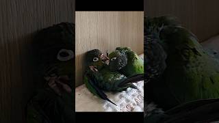 사이좋은 앵무새남매 #cuteparrot #아기앵무새 …