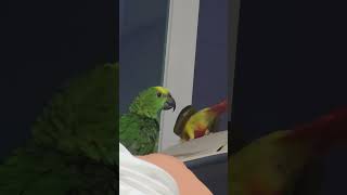 귀농귀촌 애기아마존앵무새 놀아주기