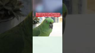 The parrot come to a man balcony every day until #suspensestories #trendingshorts #viralshorts
