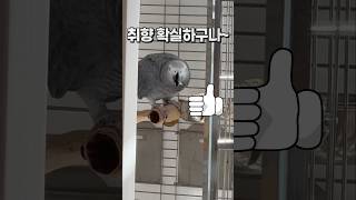 취향 확실한 앵무새  회색앵무 잠바