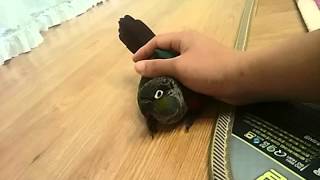 크림슨벨리드 코뉴어(Crimson-bellied Con…