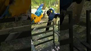 This Blue Macaw Will Leave You…
