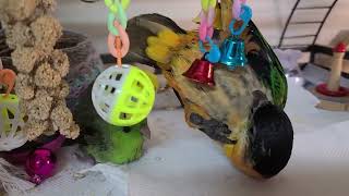 검은머리 카이큐