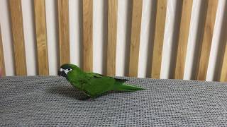 앵무새 상추 훈련하기