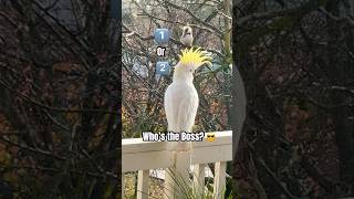 Cockatoo vs Kookaburra who is …