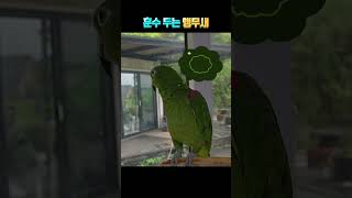 훈수 두는 앵무새