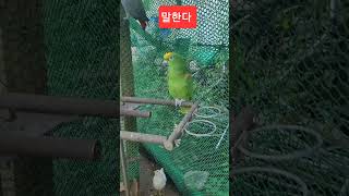  모모!하고 말하는 앵무새의 깜짝 인사!
