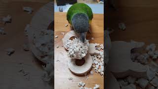 수리 귀엽다. 엄마가 치울께♡  #parrot #세네갈…