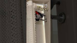 엄마랑 대화거부하고 혼잣말하는 앵무새  회색앵무 잠바