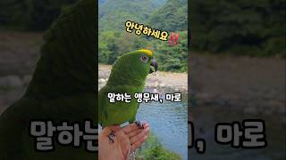 말하는앵무새안녕하세요‼️
