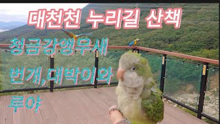 청금강앵무새랑 루야랑 놀러왔어요