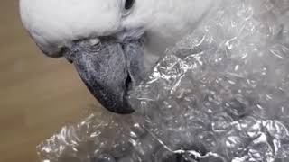 umbrellacockatoo parrots 태식이 유…