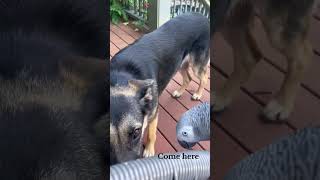 Parrot speaking #pets #funnypets #funny