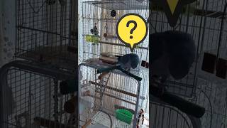새들은 시력이 엄청 좋다던데…… #birds #루티노퀘이커 #parrot #talkingparot #앵무새 #웃긴영상 #cute #pets