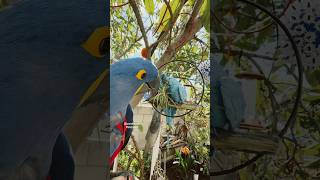 My HYACINTH MACAW reacting to …