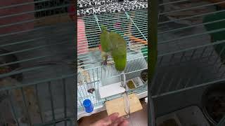 안경다리기 #앵무새 #퀘이커 #parrot #줄다리기#…